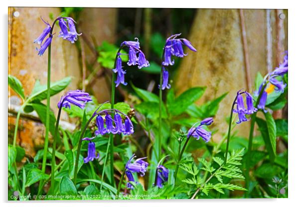 Bluebells in the Sun Acrylic by GJS Photography Artist