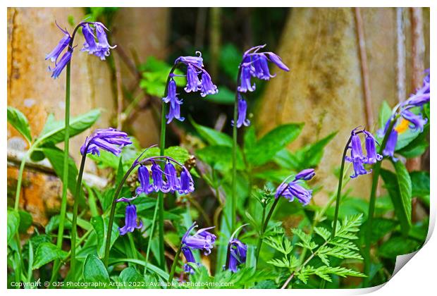 Bluebells in the Sun Print by GJS Photography Artist