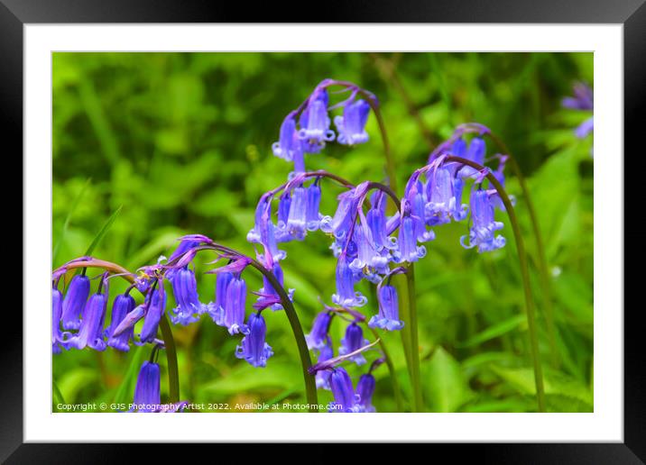 Bluebell Heads in HDR Framed Mounted Print by GJS Photography Artist
