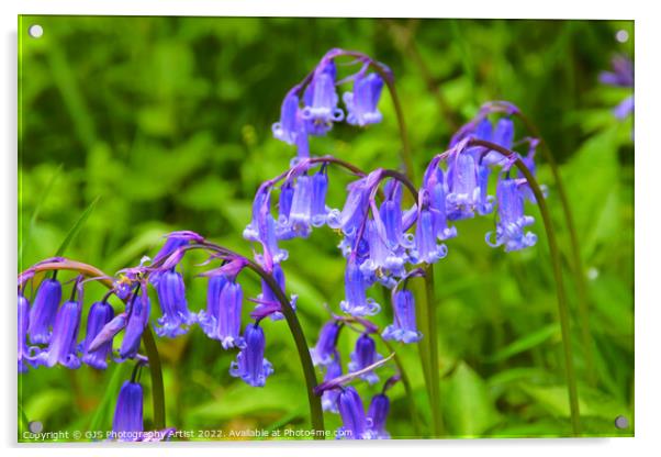 Bluebell Heads in HDR Acrylic by GJS Photography Artist