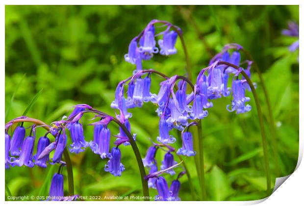 Bluebell Heads in HDR Print by GJS Photography Artist