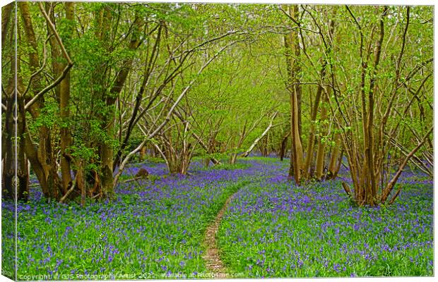 The Path and The Bluebells Canvas Print by GJS Photography Artist