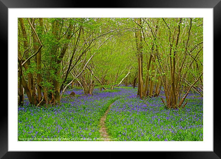The Path and The Bluebells Framed Mounted Print by GJS Photography Artist