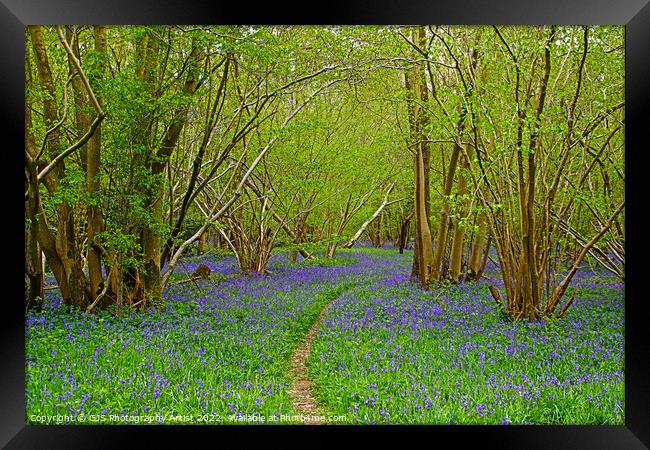 The Path and The Bluebells Framed Print by GJS Photography Artist