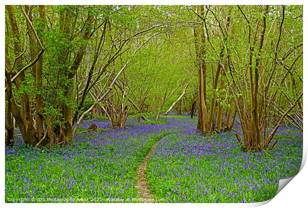 The Path and The Bluebells Print by GJS Photography Artist