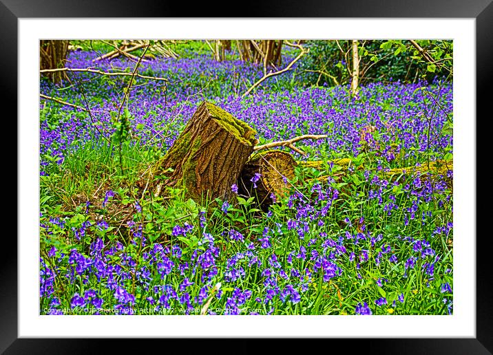 Bluebells Surround Stumps Framed Mounted Print by GJS Photography Artist