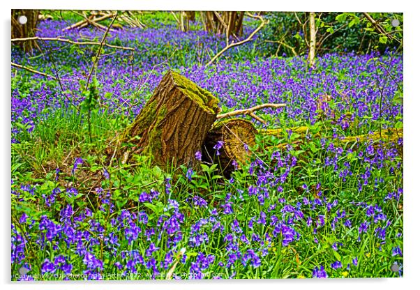 Bluebells Surround Stumps Acrylic by GJS Photography Artist