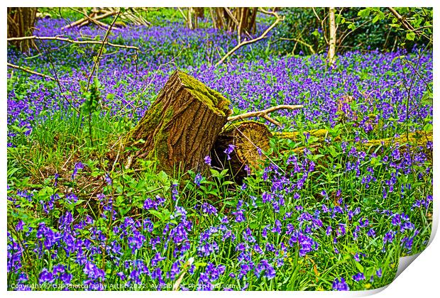Bluebells Surround Stumps Print by GJS Photography Artist