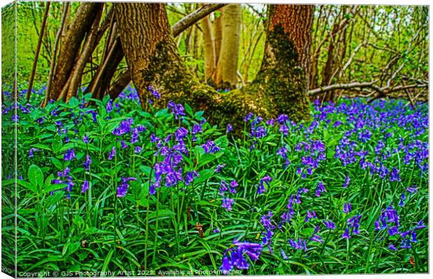 Bluebells and the U Shaped Tree Canvas Print by GJS Photography Artist