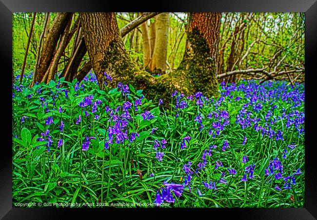 Bluebells and the U Shaped Tree Framed Print by GJS Photography Artist