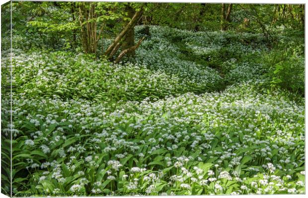 Wild Garlic or Ramsons Cardiff Woods  Canvas Print by Nick Jenkins
