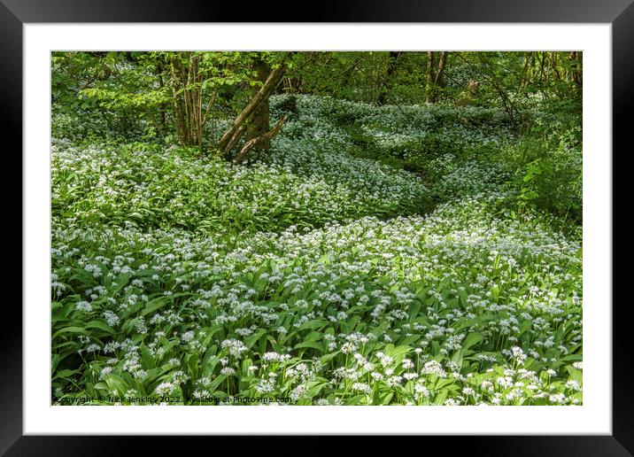 Wild Garlic or Ramsons Cardiff Woods  Framed Mounted Print by Nick Jenkins