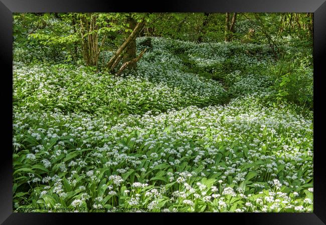 Wild Garlic or Ramsons Cardiff Woods  Framed Print by Nick Jenkins