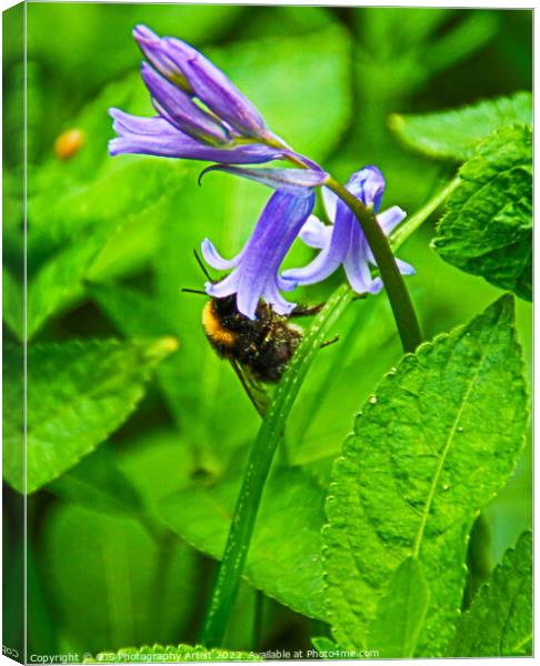 Bumble Bee in Bluebell  Canvas Print by GJS Photography Artist
