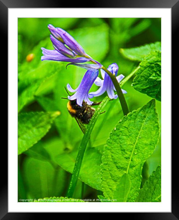Bumble Bee in Bluebell  Framed Mounted Print by GJS Photography Artist
