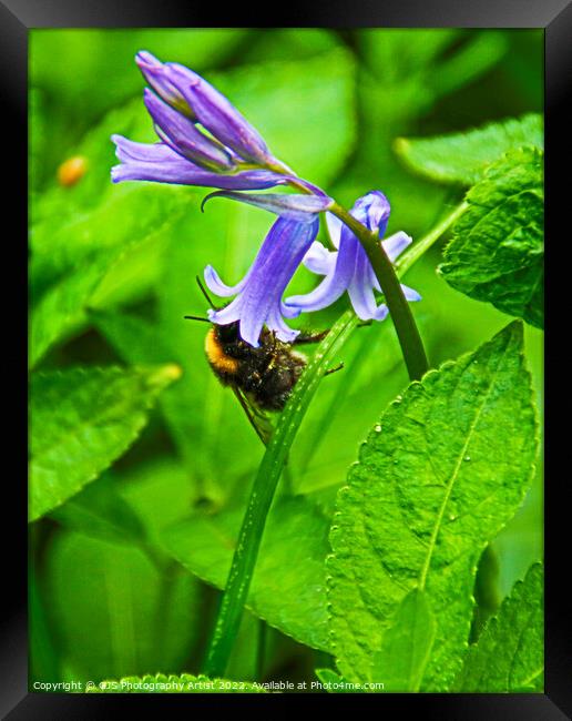 Bumble Bee in Bluebell  Framed Print by GJS Photography Artist