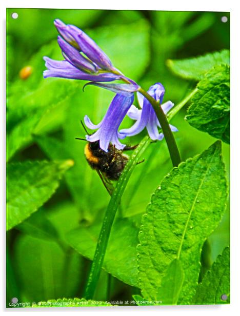 Bumble Bee in Bluebell  Acrylic by GJS Photography Artist