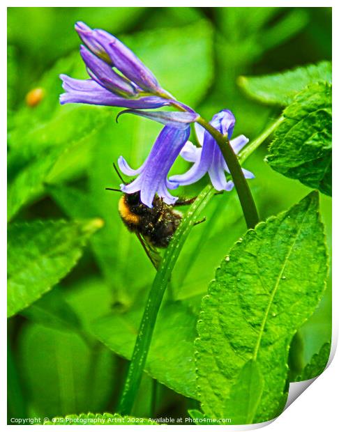 Bumble Bee in Bluebell  Print by GJS Photography Artist