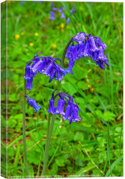 Simply Bluebells  Canvas Print by GJS Photography Artist