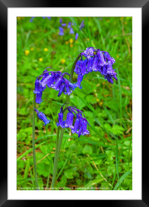 Simply Bluebells  Framed Mounted Print by GJS Photography Artist