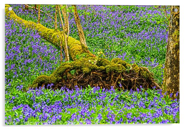 Fallen Tree Bluebell Coffin Acrylic by GJS Photography Artist