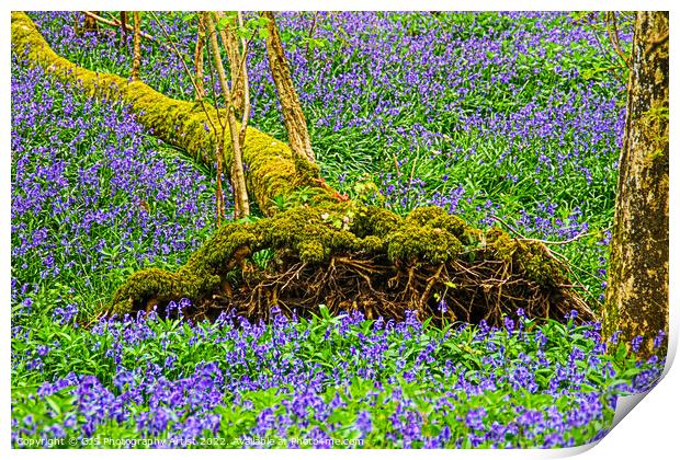 Fallen Tree Bluebell Coffin Print by GJS Photography Artist