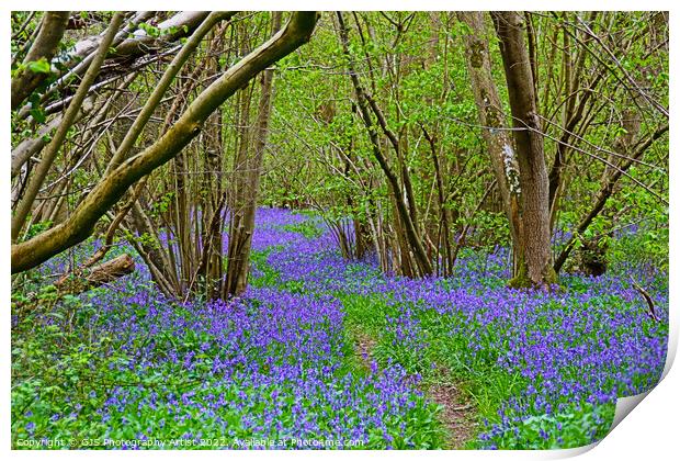 Twisting Pathway Laden with Bluebells Print by GJS Photography Artist