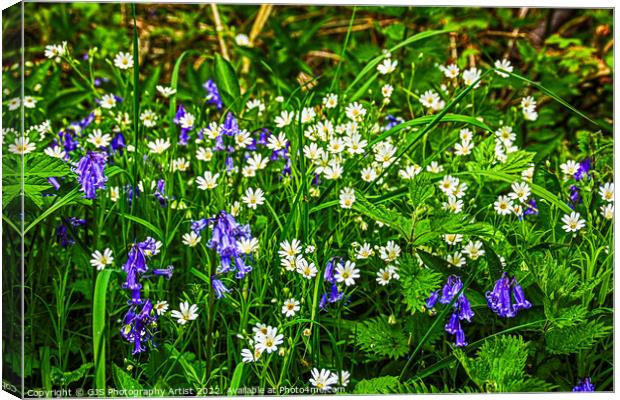 Daysies and Bluebells Canvas Print by GJS Photography Artist