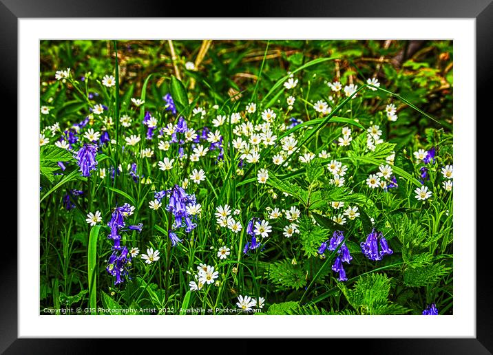 Daysies and Bluebells Framed Mounted Print by GJS Photography Artist