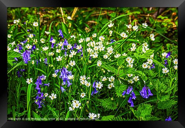 Daysies and Bluebells Framed Print by GJS Photography Artist