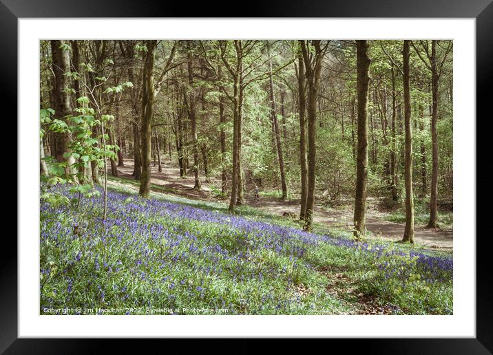 Portglenone Forest Framed Mounted Print by jim Hamilton