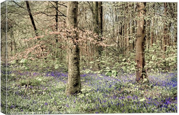 Bluebells in the Forest Canvas Print by jim Hamilton