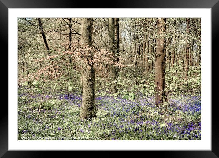 Bluebells in the Forest Framed Mounted Print by jim Hamilton