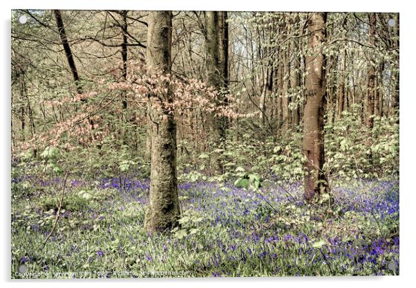 Bluebells in the Forest Acrylic by jim Hamilton