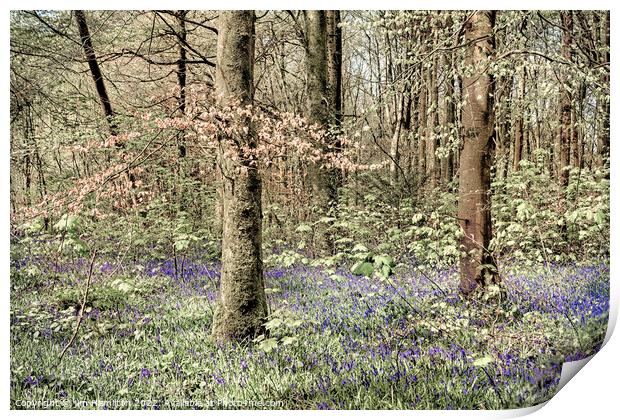 Bluebells in the Forest Print by jim Hamilton