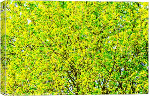 Yellow and green leaves on a tree against a blue sky Canvas Print by Rose Sicily