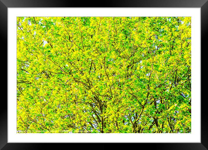 Yellow and green leaves on a tree against a blue sky Framed Mounted Print by Rose Sicily