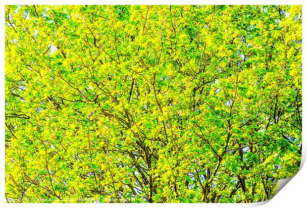 Yellow and green leaves on a tree against a blue sky Print by Rose Sicily