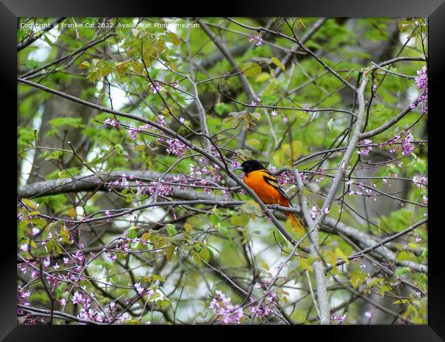 Baltimore Oriole Framed Print by Frankie Cat