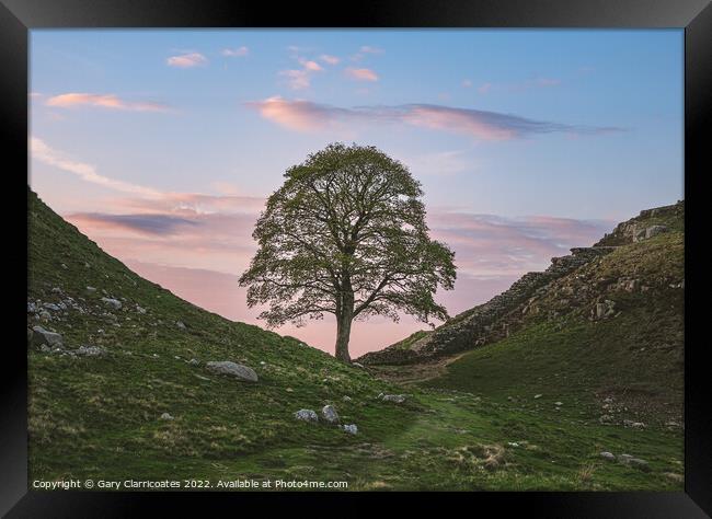 Sycamore Gap under Clouds Framed Print by Gary Clarricoates