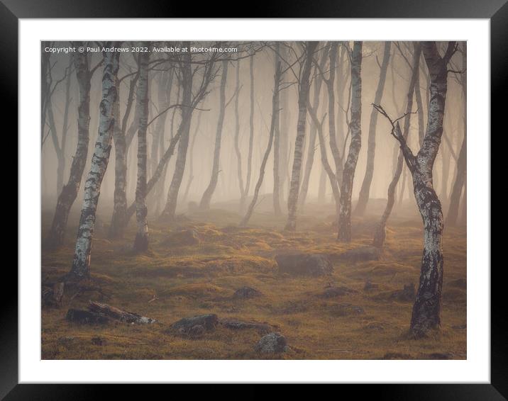 Gardom's Silver Birch Framed Mounted Print by Paul Andrews