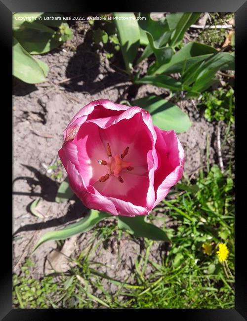 Plant flower Framed Print by Barbara Rea