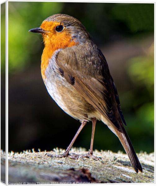 Robin Posing   Canvas Print by Jimmy Thomson