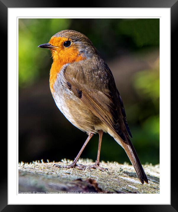 Robin Posing   Framed Mounted Print by Jimmy Thomson