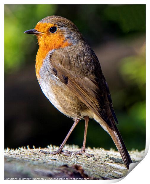 Robin Posing   Print by Jimmy Thomson