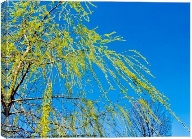 Willow branches Canvas Print by Stephanie Moore