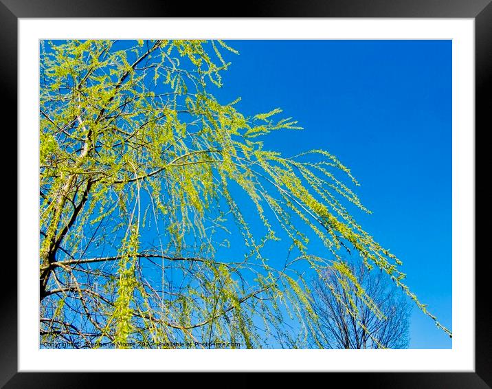 Willow branches Framed Mounted Print by Stephanie Moore