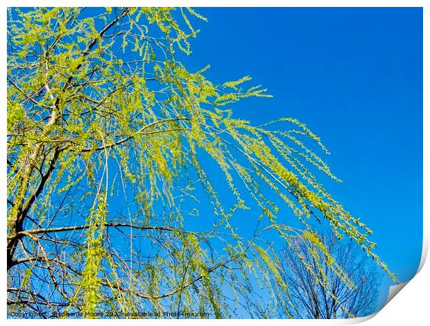 Willow branches Print by Stephanie Moore