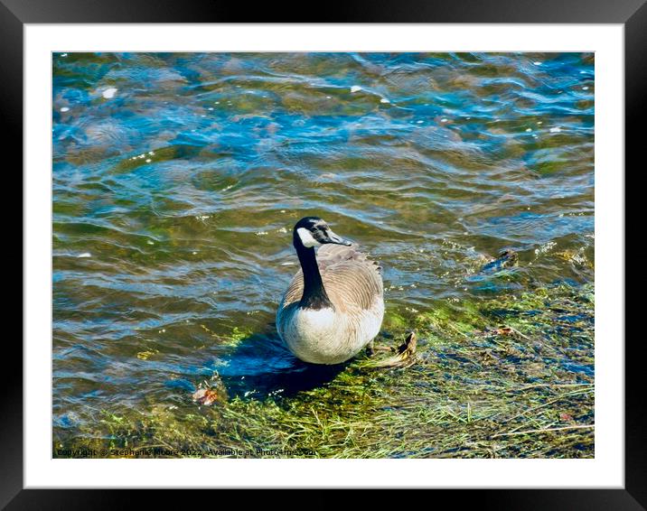 Canada goose  Framed Mounted Print by Stephanie Moore