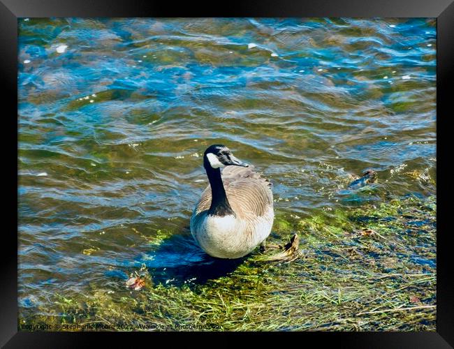 Canada goose  Framed Print by Stephanie Moore